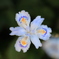 虫みたいな花
