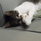 猫にんにく？