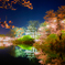 高田城夜桜
