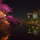 福岡タワーと福岡城夜桜