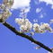 河口湖の桜