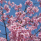 桜2017