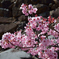 桜2017