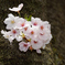 桜2017
