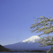 富士山と河口湖