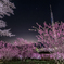 星空と桜