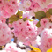 もっちり八重桜