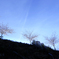 吉野山の桜と青空