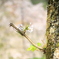 桜　そして若葉