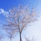 吉野山 桜と青空