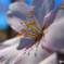 桜の