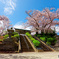 桜　横浜市戦没者慰霊堂