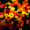 Flower Market:1