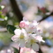林檎の花…だと思います