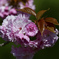 2017八重桜01