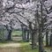 桜並木