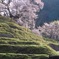 棚田の桜