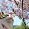 さくらと猫　(sora)