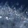 綿毛の宝石