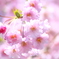淡いピンク色の八重桜