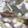 桜　三題　（桜でお昼寝）