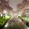 岩倉桜_a