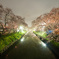 岩倉桜_b