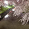 岩倉桜_c