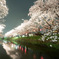 岩倉桜_d