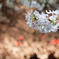 岩倉桜_e