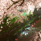 岩倉桜_f