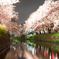 岩倉桜_g