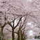 桜の並木道