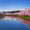 妙高連山桜並木
