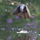 ヒヨ鳥