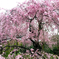 枝垂れ桜