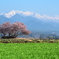 後立と一本桜