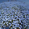 Azure blue planet
