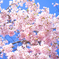 枝垂れ桜 -爽やか- III