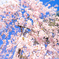 枝垂れ桜 -爽やか- IV