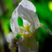 White Iris
