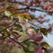ぼたん桜