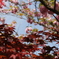 ぼたん桜と紅葉