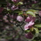 ぼたん桜