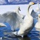 swan