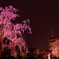 東寺夜桜