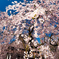 秋田が誇る枝垂れ桜