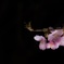 スポットを浴びる桜