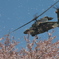 桜吹雪