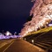 夜桜